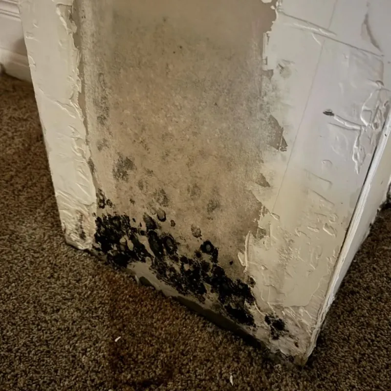 Professional Mold Removal in Spencer, WI